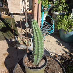 18in Tall Rooted Stenocereus Cactus 