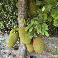 Jackfruit