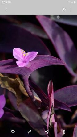 Purple Heart Wandering Jew