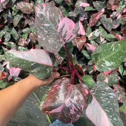 Philodendron Pink Princess Marble – Rare Variegated Aroid Starter Plant, Live Indoor Tropical Plant (No Pot)