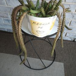 Medusa Dragon Flower Pot Succulent  $50 -Ship $12 - Propagation Princess