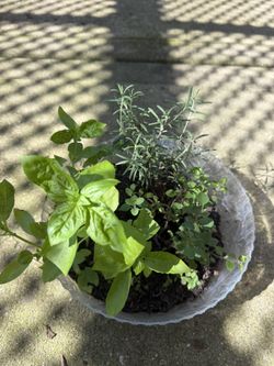 Beautiful Herb Bowl With Organic Basil, Rosemary and Oregano. Outdoor or Indoor