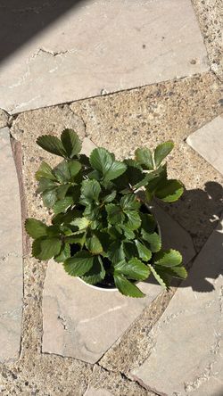 Strawberry plant with pot