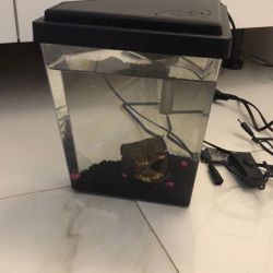 Beta Fish tank