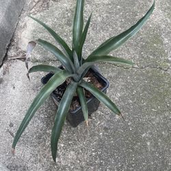 Pineapple Live Plant 