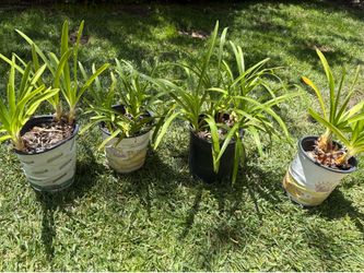 Purple  Agapanthus plants
