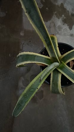 Yellow serpent agave