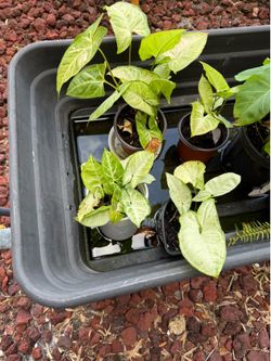 Syngonium plants each one $3