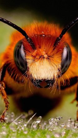 Macro Olloclip for iPhone 7Plus/8Plus