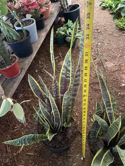 Premium~3ft (top of plant to bottom of pot) 10” pot gorgeous snake plant, 95820