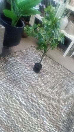 New silk tree