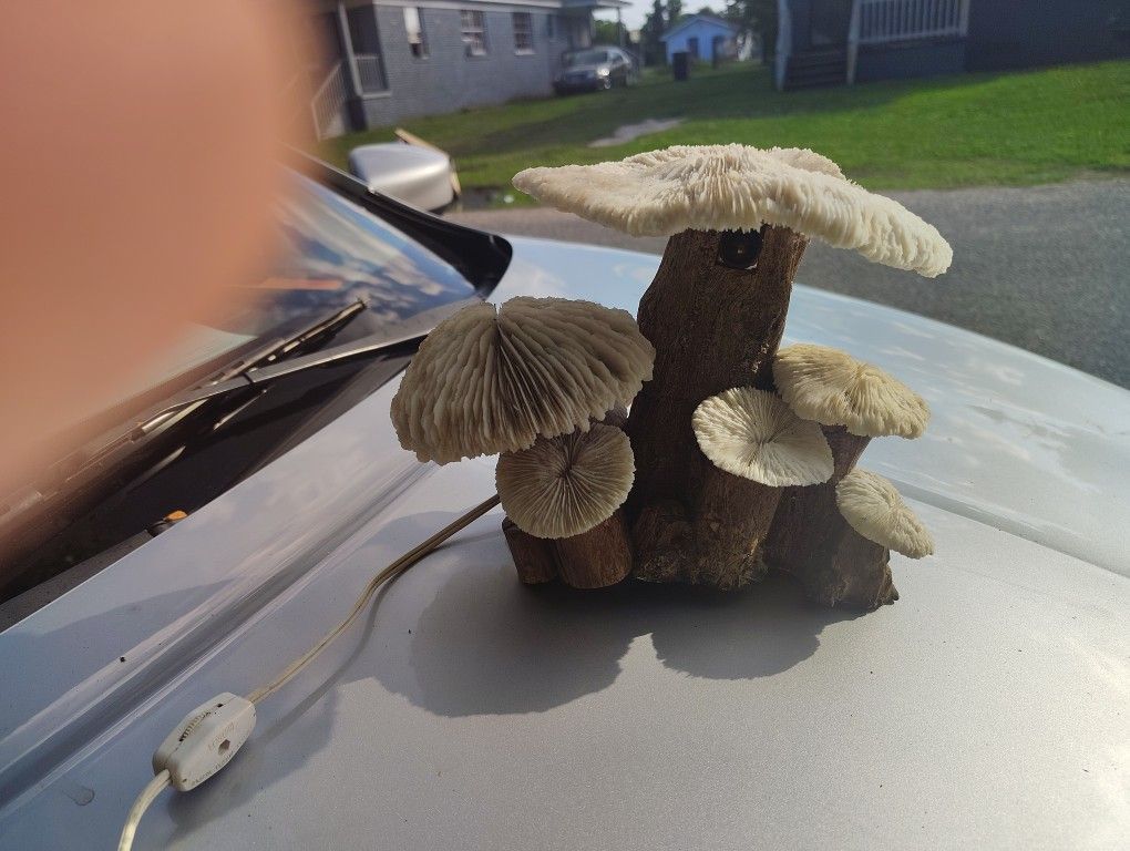 Rare Drift Wood And Coral Lamp