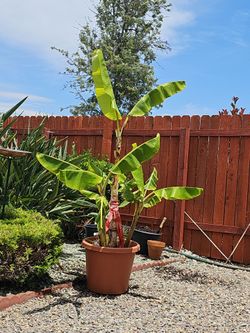 Banana Plant 4 shootings