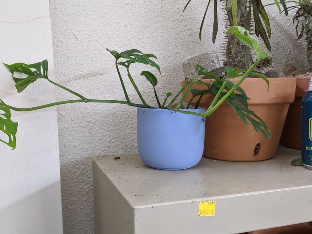 2/27/21 - Generic Pottery Sale Post Now Featuring Succulents