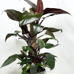 Rare Aroid Philodendron New Red Plant/ indoor Plant/ House Plant Flower Patio Garden 