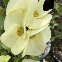 Corona De Cristo, Blanca De Flor Muy Grande