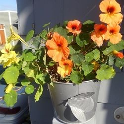 Nasturtium Seeds Mix Blend Of Colors