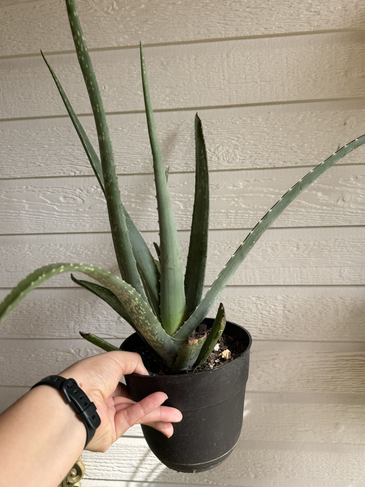 Aloe Plant
