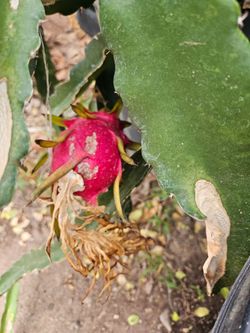 Dragonfruit Plant