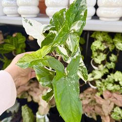 Plants (4”pot🌿Syngonium Albo $15)