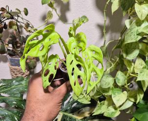 Neon Adansonii