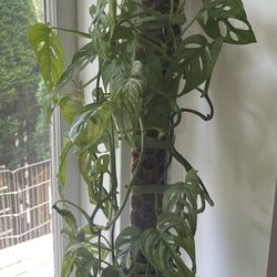 Swiss Cheese Plant 
