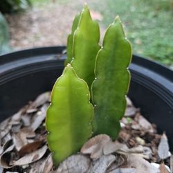 Spineless Dragon Fruit