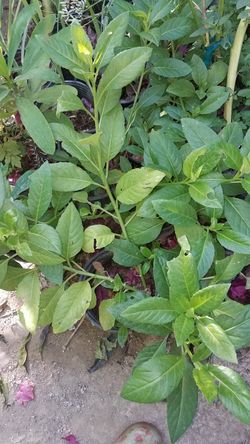 Planta de insulina muy buena para diabetes