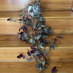 Tradescantia Zebrina Plant With Pot