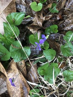 Sweet violet plant
