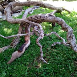 Natural Driftwood For Aquariums Terrariums Decor 