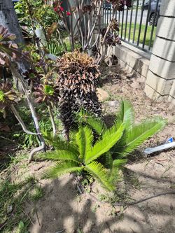 Sago  palm trees