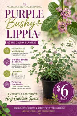 Purple Bushy Lippia 🪴💊💜