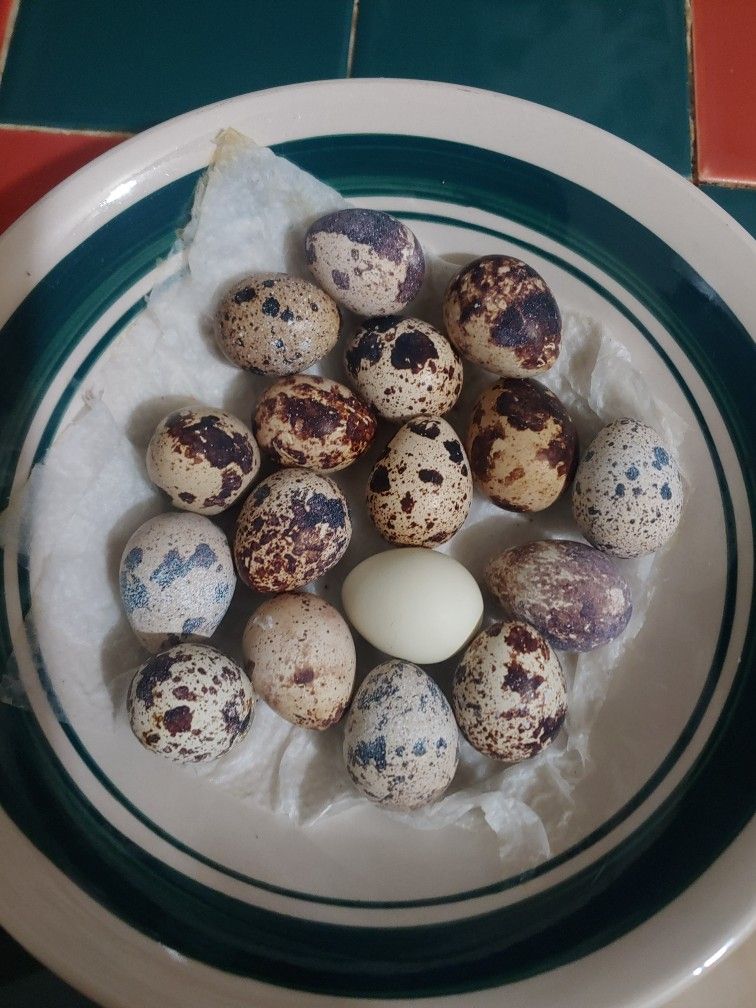 Quail Eggs -Japanese Quails