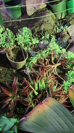 Plants