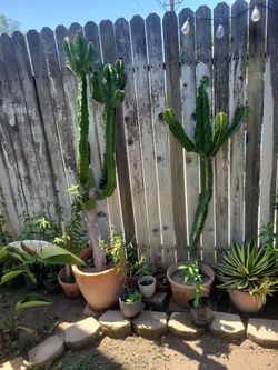Cactus