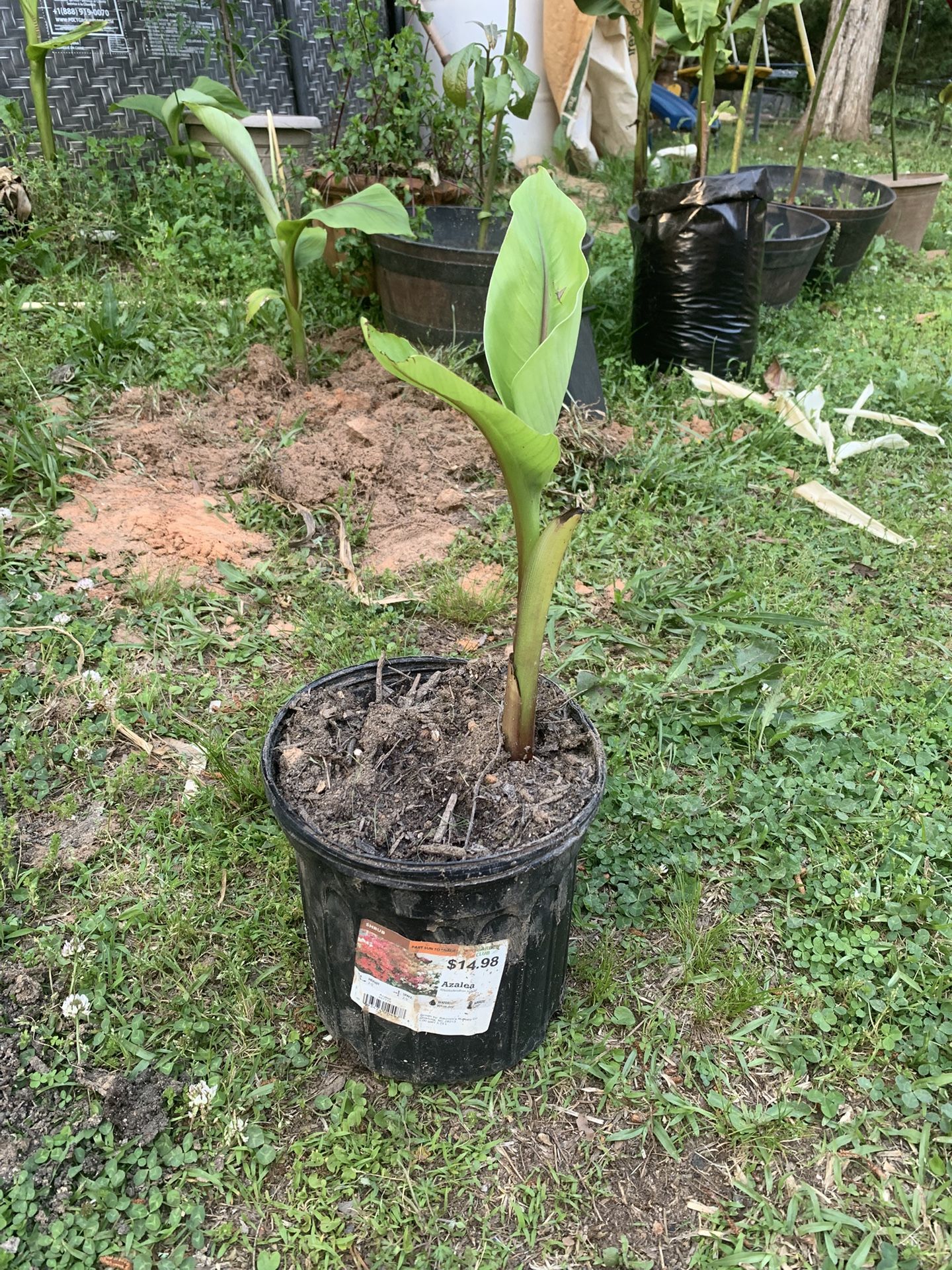 Banana Plants For Sale/Planta De Plátano