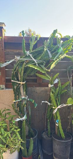 Very healthy American Beauty red dragon fruit