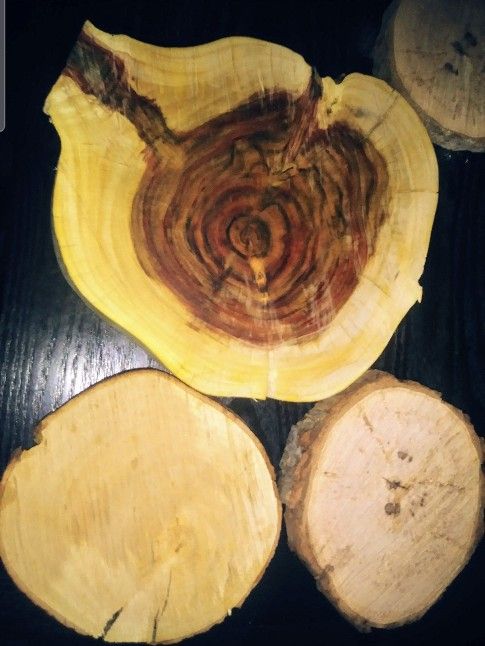 Tree slices for centerpieces / areglos