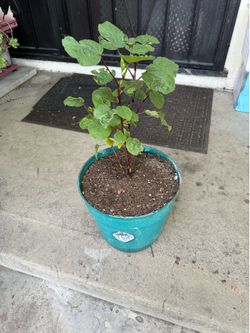 Planta De Jamaica/Hibiscus Sabdariffa 2ft tall Healthy in 3 Gallon Pot Read Info Below.