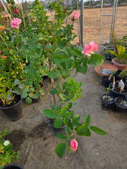 5 galones rosas