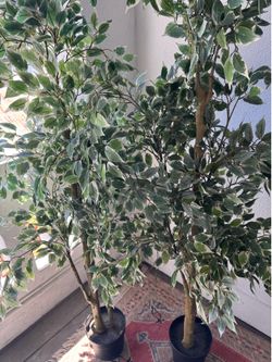 Pair ficus trees
