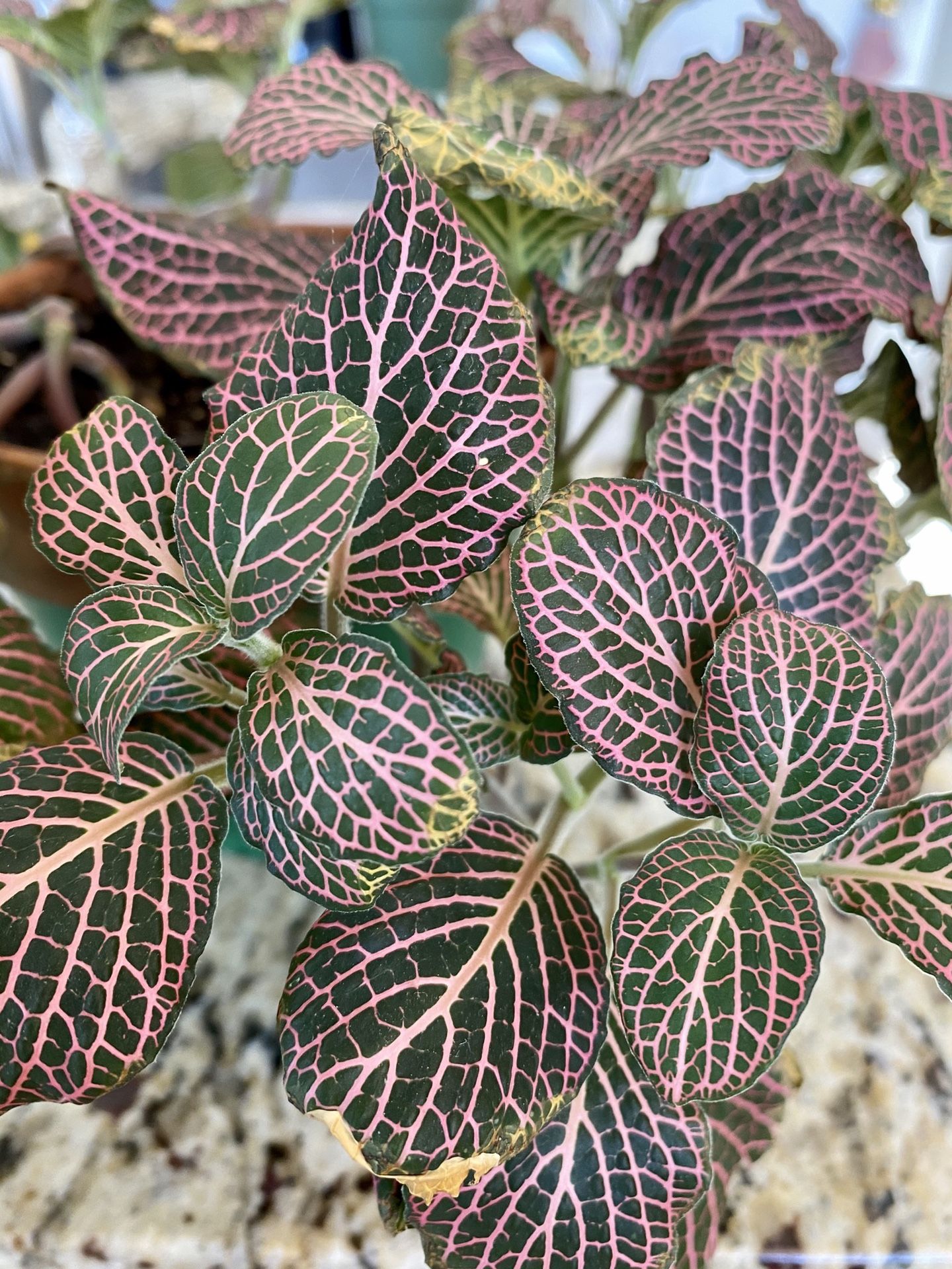 Fittonia (Exotic Angel) plant: 💕💚
