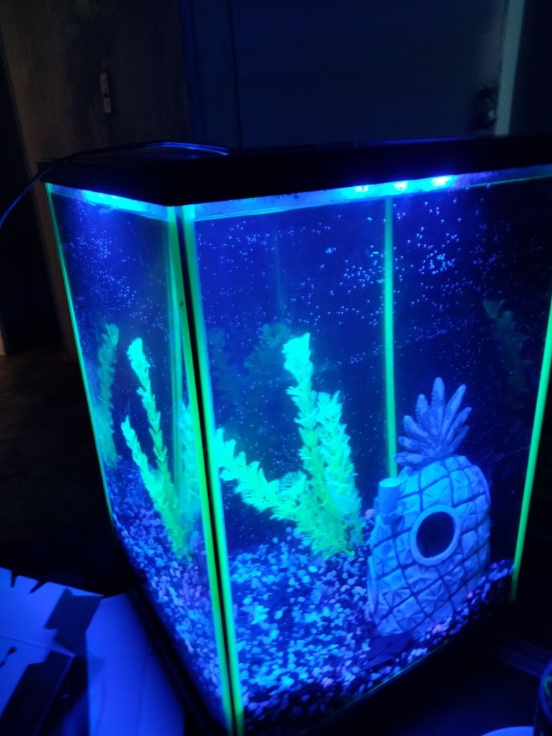 5 Gallon Fish Tank With Whole Set Up Included
