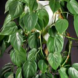 Lush Trailing  Heartleaf Philodendron Plant/ House Plant/ Indoor Plant Flower Patio Garden garden