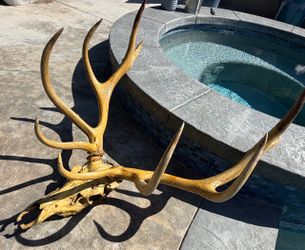 Vintage  Elk skull mount cabin decor