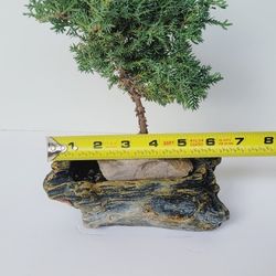 Bonsai Plants 