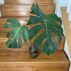Monstera Deliciosa Plant CUTTING- Fully Rooted