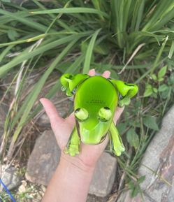 Glass Frog