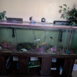 Fish Tank